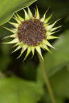 Cucumberleaf sunflower